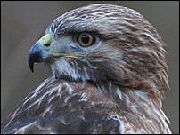 ���������� ����