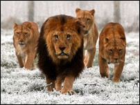 ����� ����